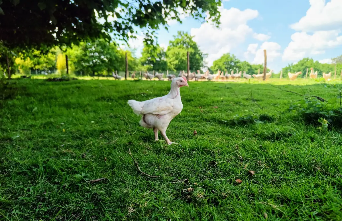 Poulet de 5 semaines