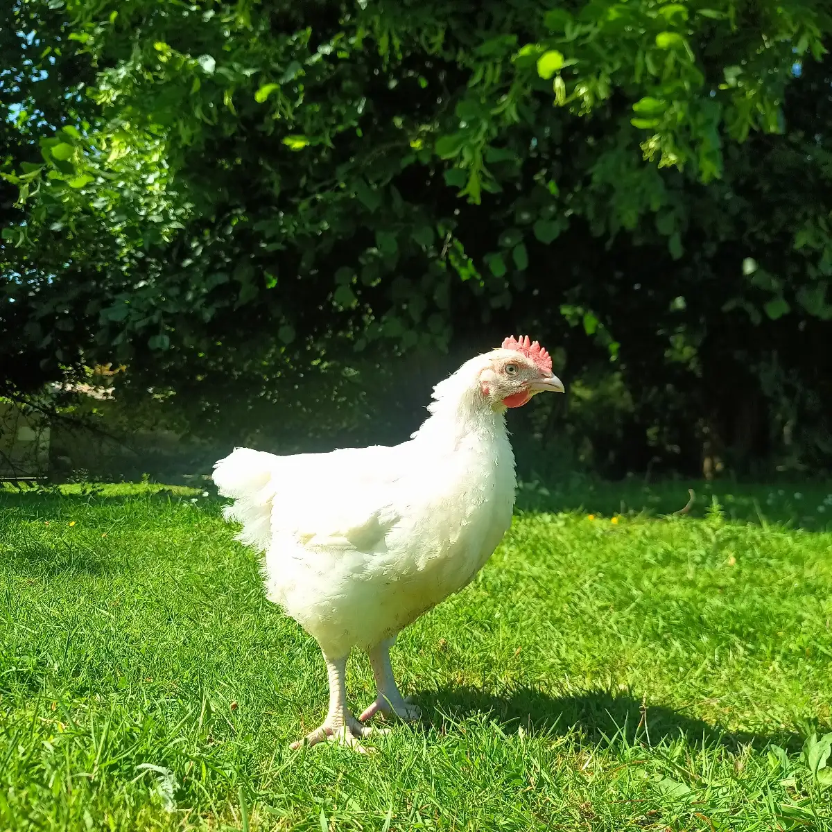 Poulet de 6 semaines