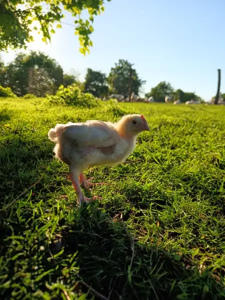 Poulet de 4 semaines